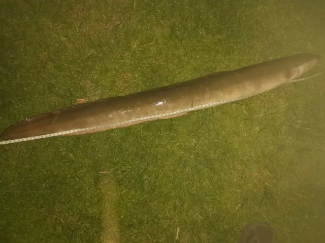 Aal