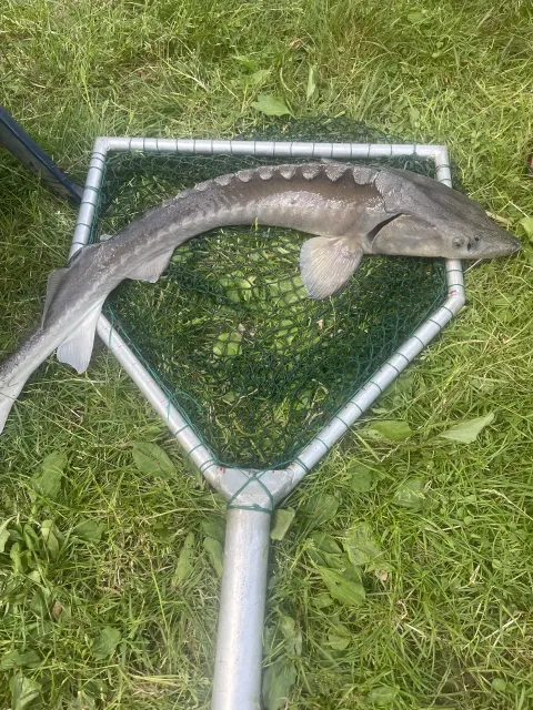 Stör