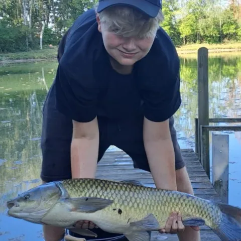Graskarpfen
