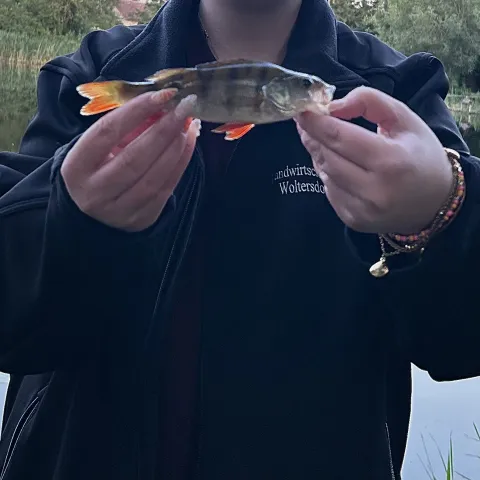Flussbarsch