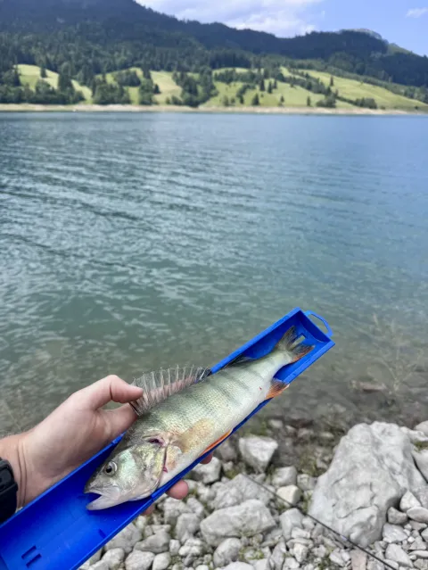 Flussbarsch