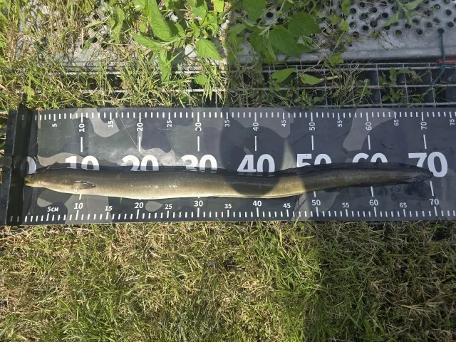 Aal