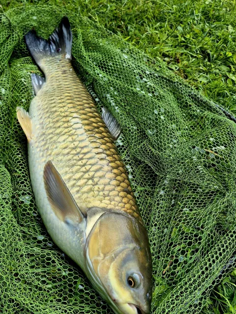Graskarpfen