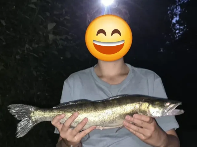 Zander