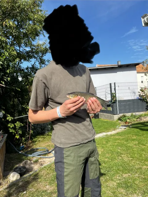 Döbel
