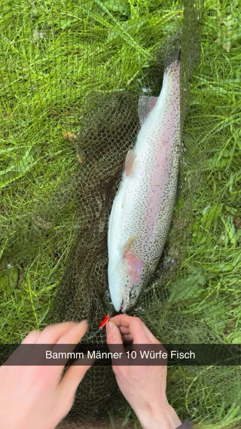 Regenbogenforelle