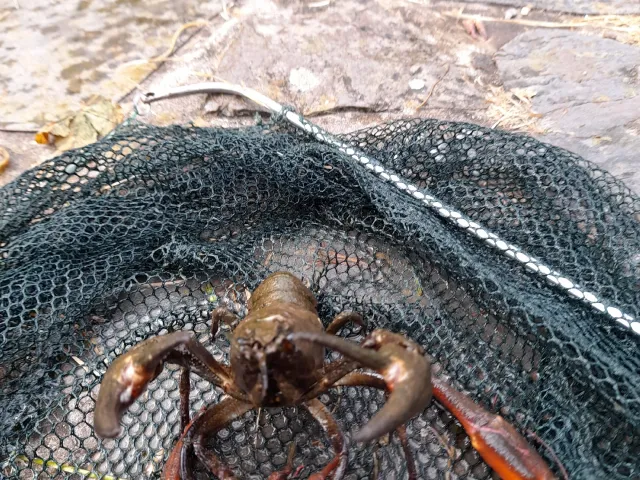 Signalkrebs