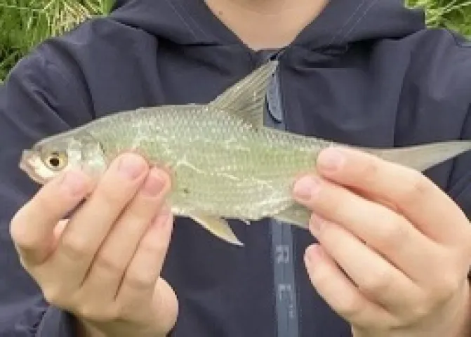 Ukelei