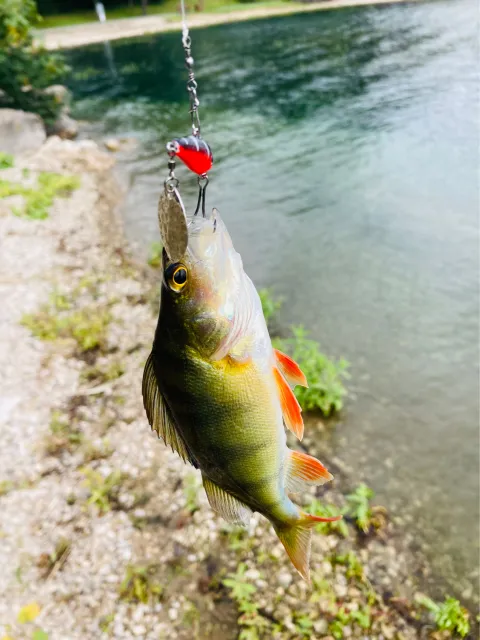 Flussbarsch