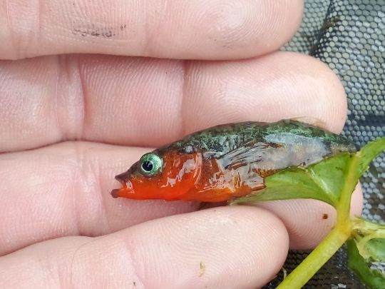 Dreistachliger Stichling