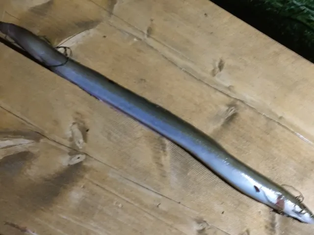 Aal