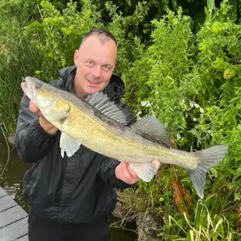 Zander