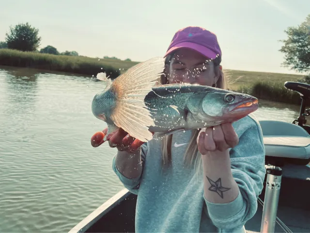 Zander