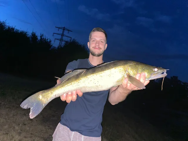 Zander