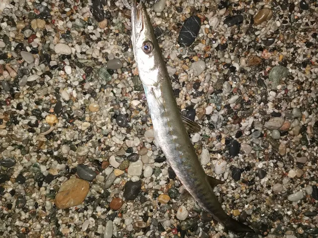 Barrakuda