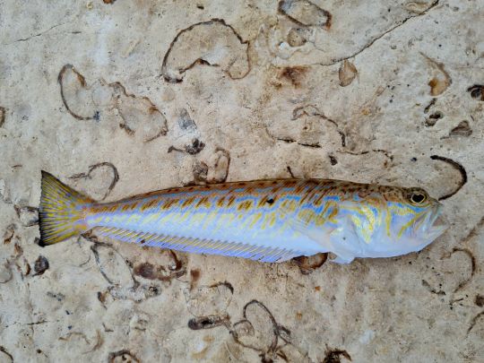 Petermännchen