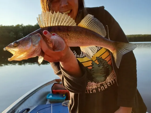 Zander