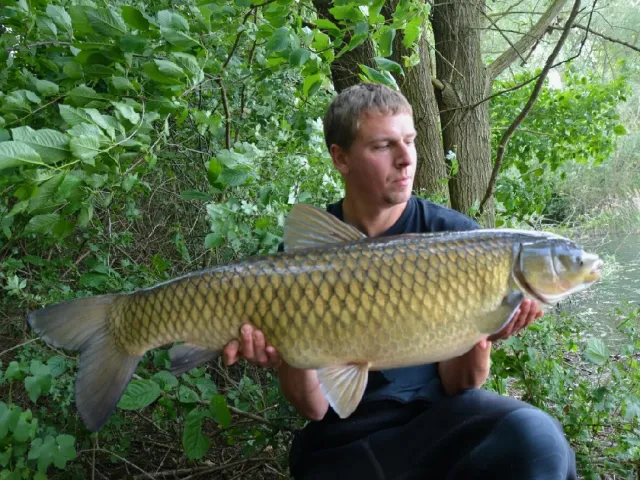 Graskarpfen