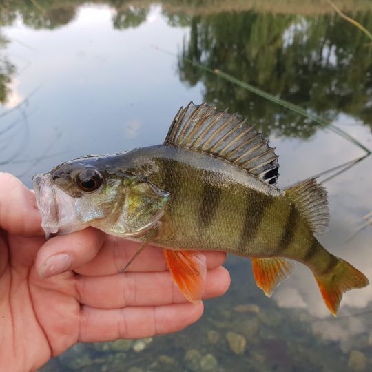 Flussbarsch