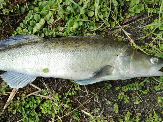 Zander
