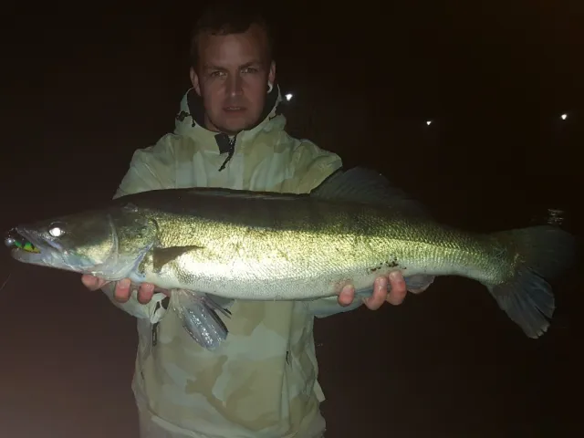 Zander