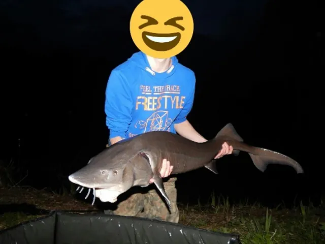 Stör