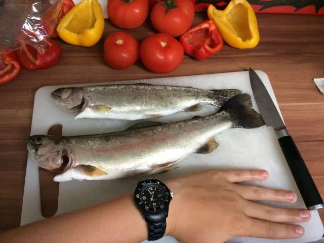 Regenbogenforelle