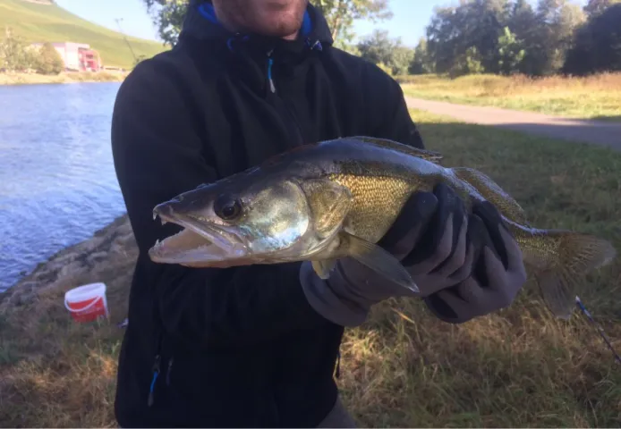 Zander