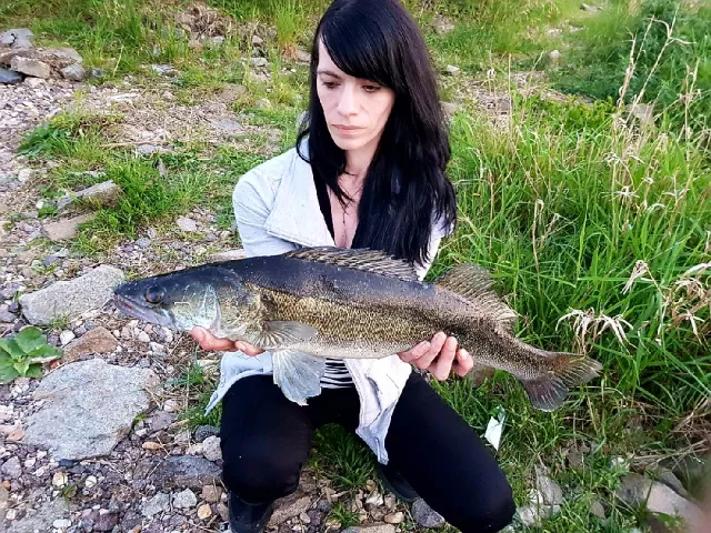Zander