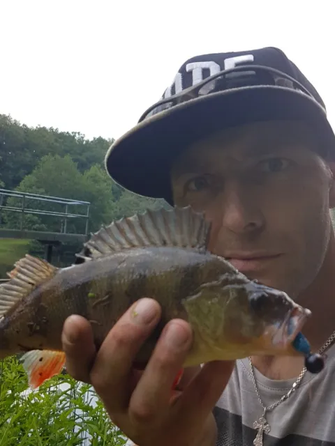 Flussbarsch
