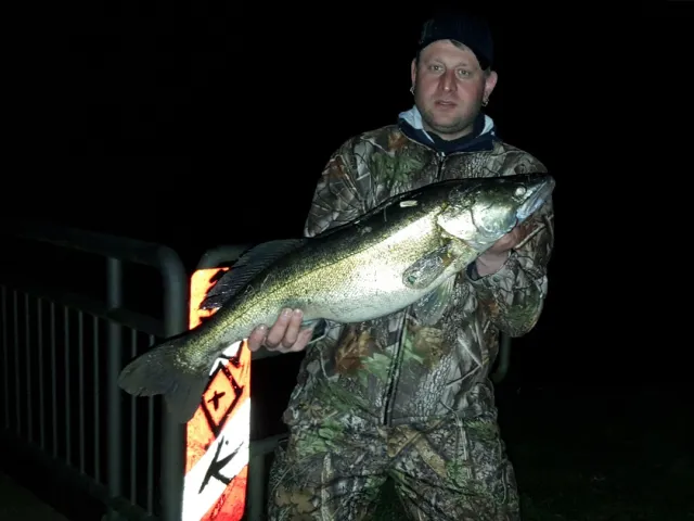 Zander