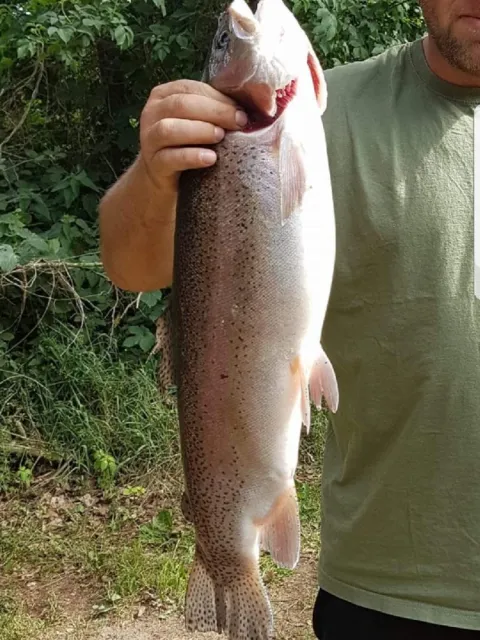 Regenbogenforelle