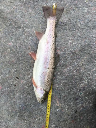 Regenbogenforelle