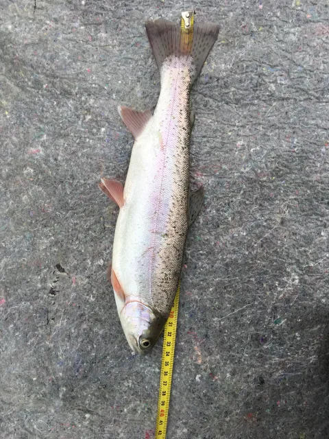 Regenbogenforelle