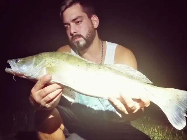 Zander