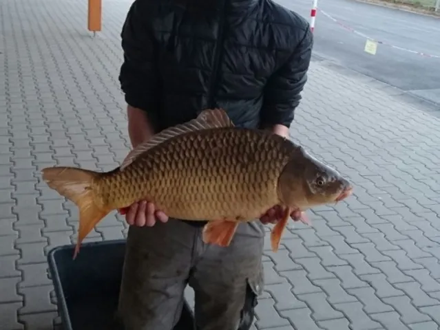 Karpfen