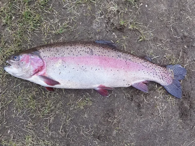 Regenbogenforelle