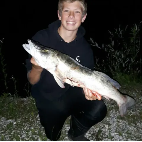 Zander