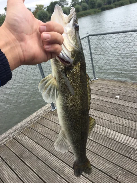 Zander