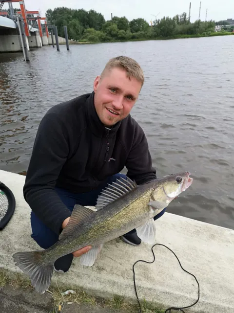 Zander
