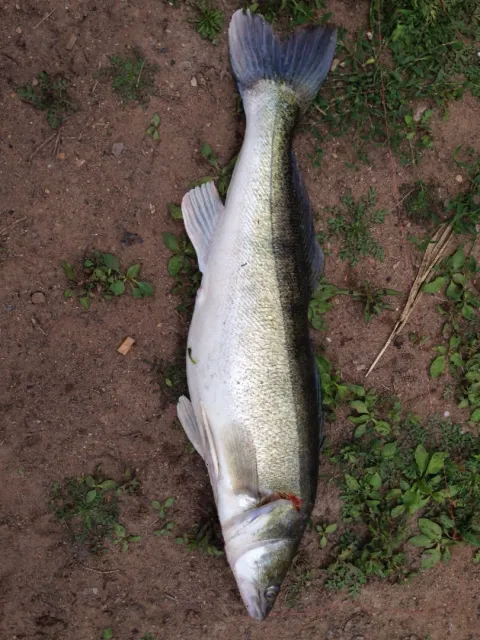 Zander