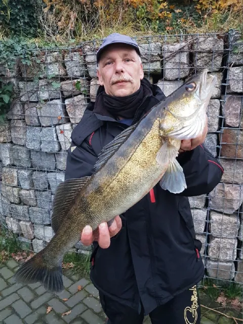 Zander