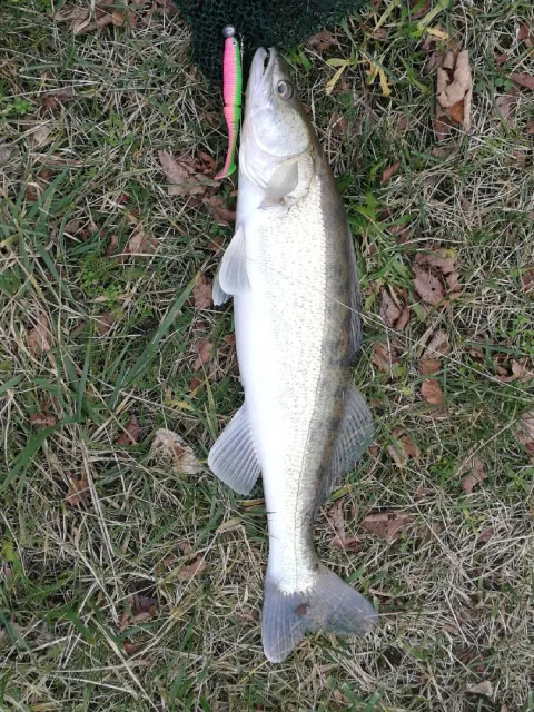 Zander