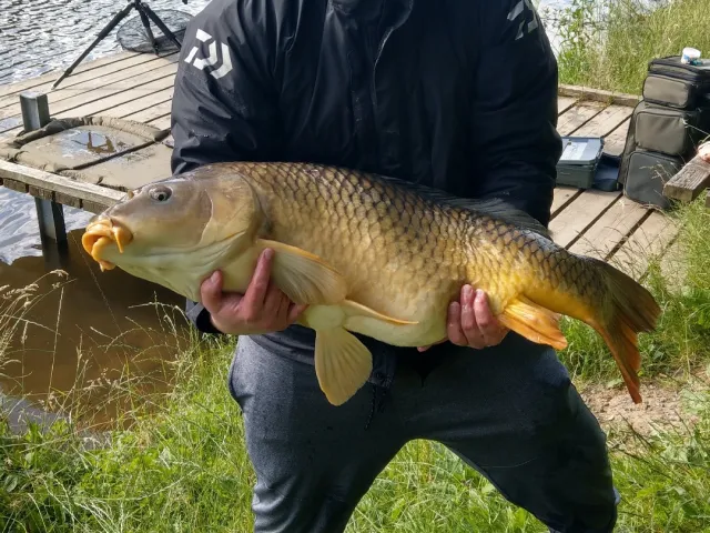 Karpfen