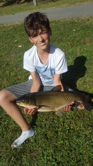 Graskarpfen