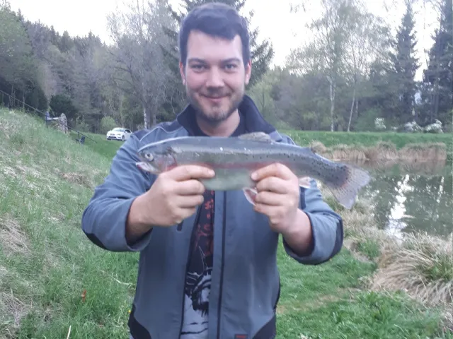 Regenbogenforelle