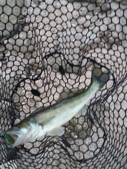 Zander