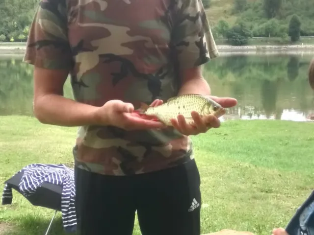 Rotfeder