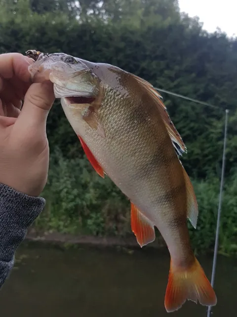 Flussbarsch
