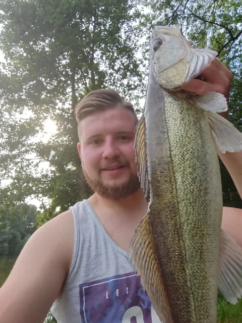 Zander